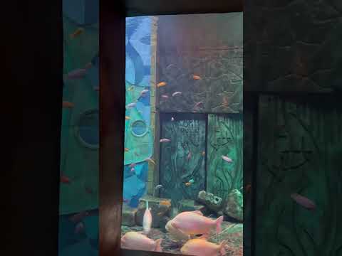 Largest aquarium | lost chambers aquarium Dubai