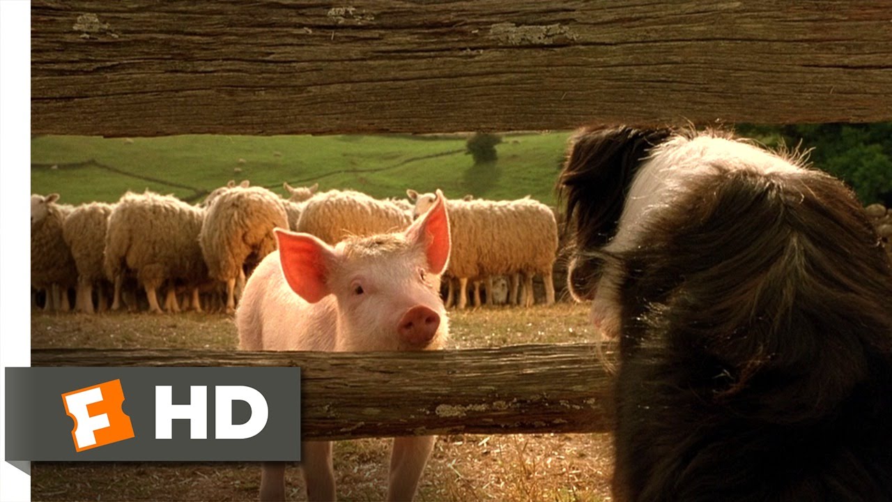 Babe, the New Sheepdog - Babe (4/9) Movie CLIP (1995) HD