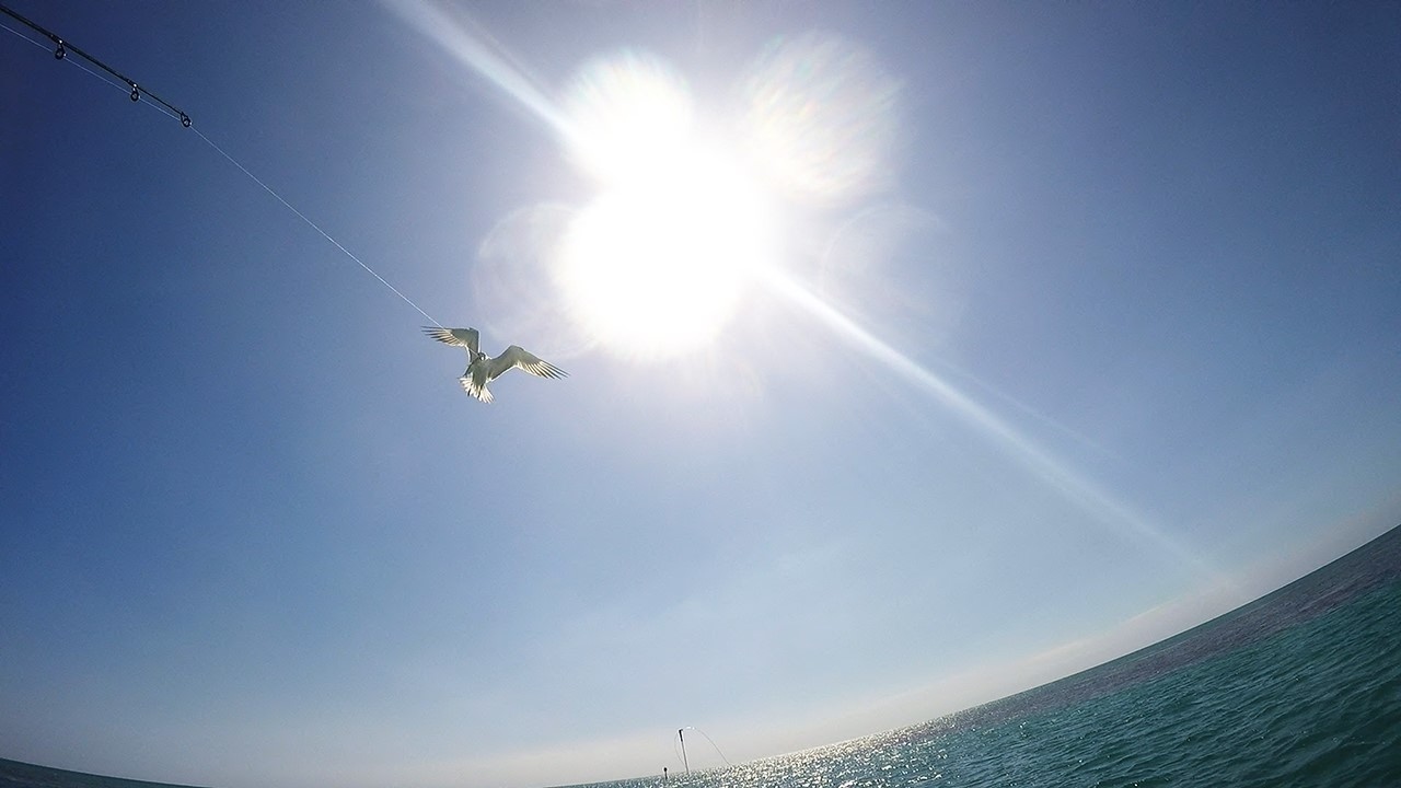 kayak flight Key West Bird Fishing - Featuring David