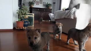 Czechosłowacki Wilczak Szczeniaki Z Hodowli Nostro Branco -