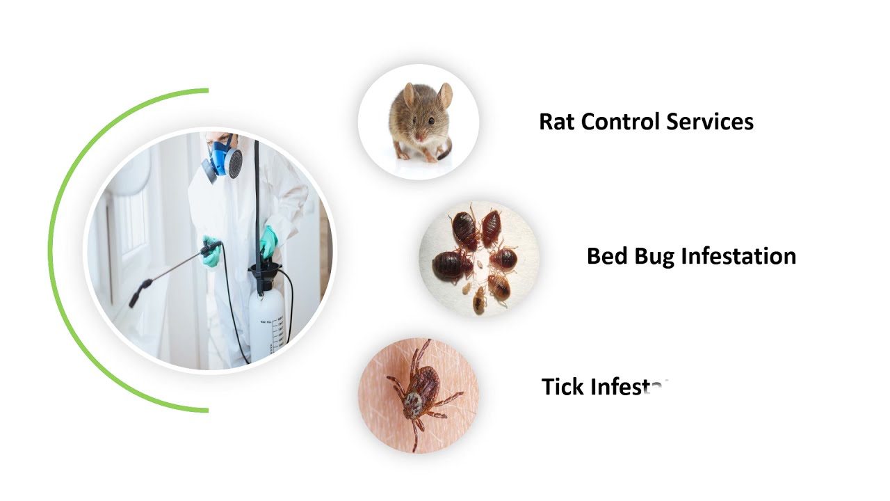 Highest-Ranked Pest Controlling Services In Brisbane | Pest Control Brisbane | Ants Control