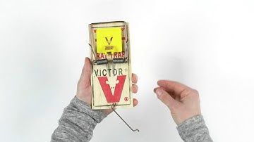 How to Set the Victor® Plastic Pedal Rat Trap