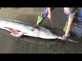 How to cut giant marlin fish - fish cutting skills