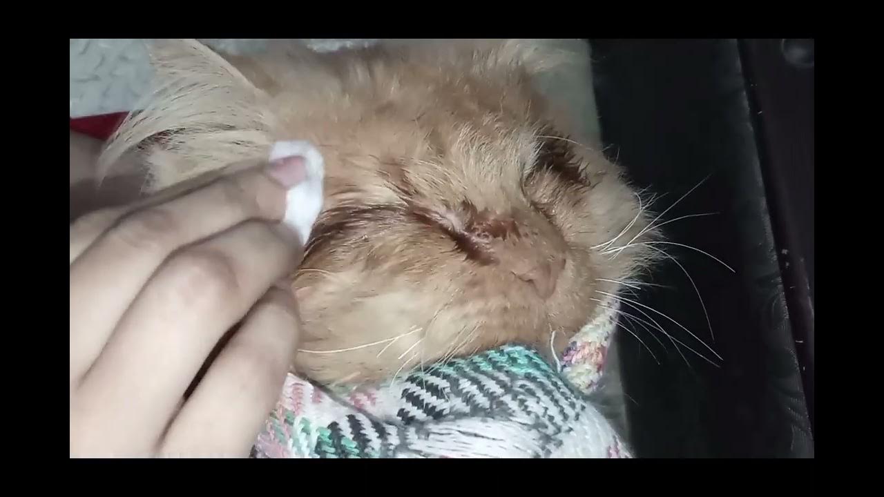 how to cure cat,s eye infection at home. YouTube