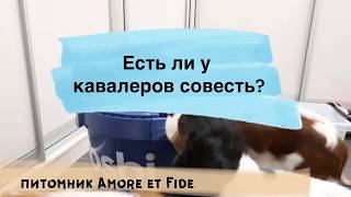 Есть ли у КАВАЛЕРОВ совесть?🤔