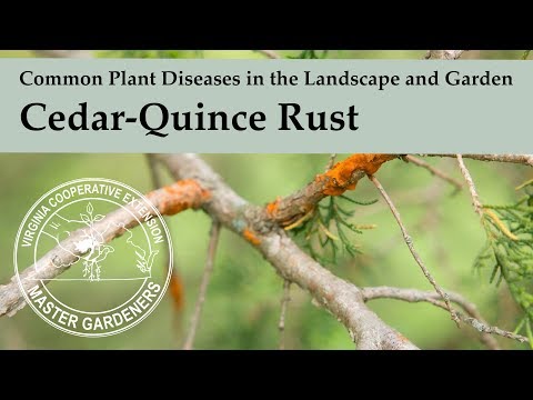 Video: Treating A Sick Quince Tree - Gjenkjenne vanlige problemer med kvedesyke