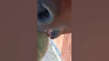 Что любят лошади?
