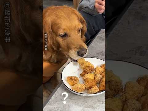 A Genius Retriever’s Trick to Get All the Food