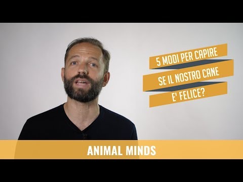 Video: 5 modi per aiutare a rendere il tuo cane più felice