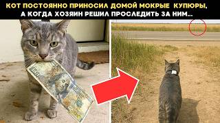 видео: Кот постоянно приносил домой мокрые  купюры, а когда хозяин решил проследить за ним... картинка: Кот постоянно приносил домой мокрые  купюры, а когда хозяин решил проследить за ним...