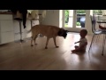 Baby play with bullmastiff