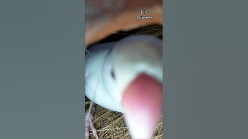 Java breeding Progress #birds #shorts