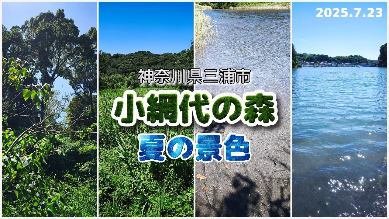 小網代の森・夏の景色 2025｜野鳥とセミの鳴き声！BGM無し。（神奈川県三浦市）
