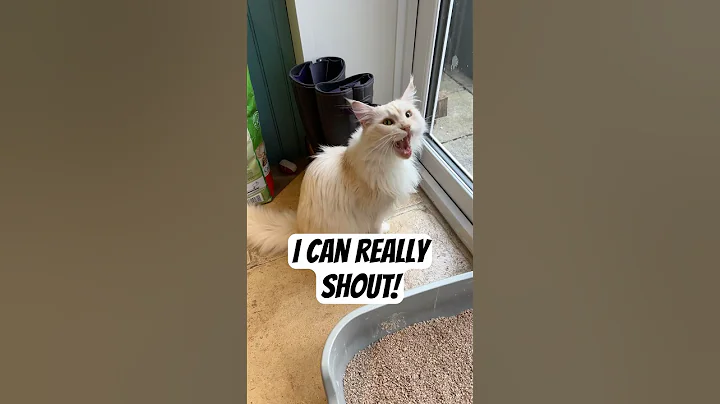 Video 11796991: coon cat meowing maine, cats meowing loudly