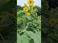 ನನ್ನ ಧ್ವನಿ ಗುರುತಿಸಿ sunflower plant