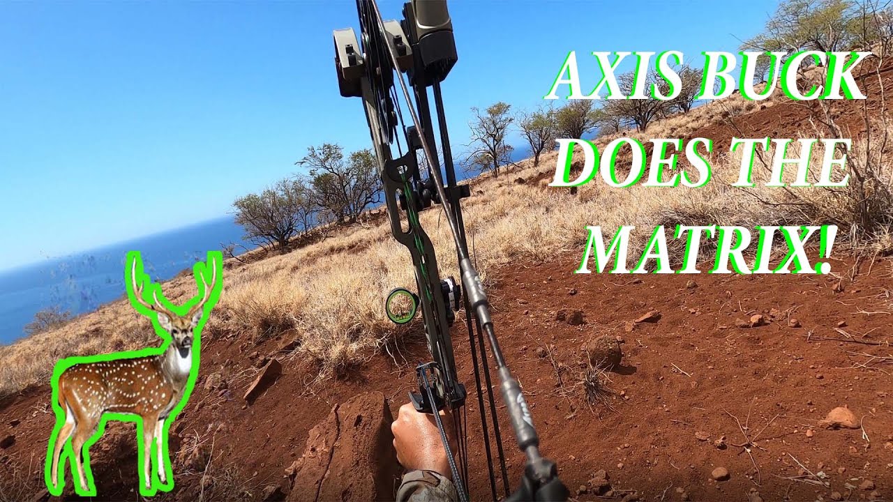 Axis Buck Does The Matrix! Lanai, Hawaii Archery Axis Deer Hunt