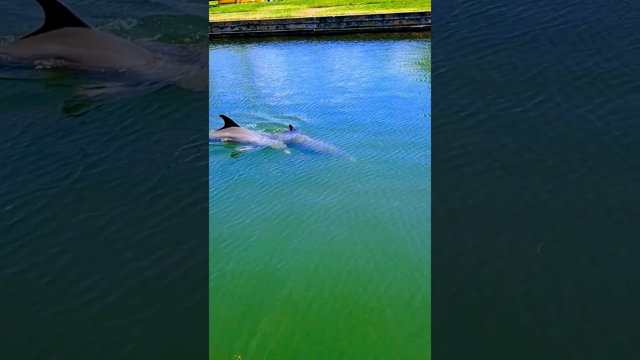 Florida dolphins 🐬 