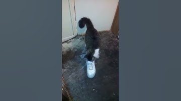 Oliver Trippin on cat nip