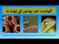 Carnivorous plants. Meat eaters plants' traps. Strange fact of nature | FactDropperTvee