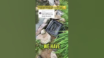 How our koi ponds keep rain 🌧️ from overflowing! #koipond #koi #aquascape