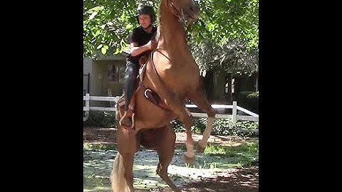 Finding and Correcting The Root Cause Of Horse Rearing and Bucking, Mike Hughes Auburn Ca.