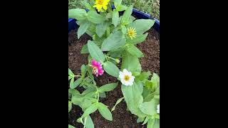 How To Grow Zinnias, Eryngium, Asiatic Lily & Dahlias🪴🌺🌸#96