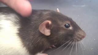 A Rat Bruxing Happy.