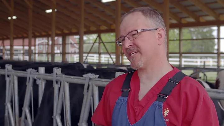 Why Do You Give Cows Antibiotics