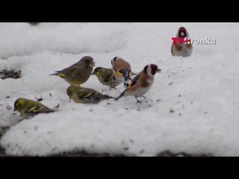 Video: Ako Kŕmiť Mestské Vtáky V Zime