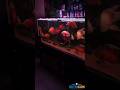 peixes saudáveis, coloridos e água cristalina. #nutricon #oscarfish #peixeoscar #youtubeshorts