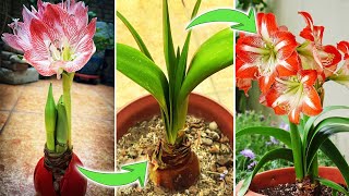 How to Make Waxed Amaryllis Rebloom Year after Year | What to Do after Hippeastrum Blooming
