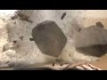   بومه له رزه