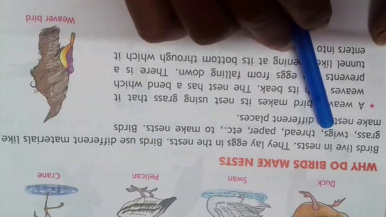 Class 3 Evs Chapter 10 Birds Flight Water How Birds Make Nest YouTube