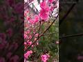 #cherryblossom or #plumblossom ? #tokyotravel #japantravel #hanami #🌸