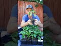Why we plant peppers a little bit deeper