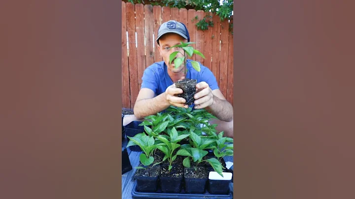 Why we plant peppers a little bit deeper - DayDayNews