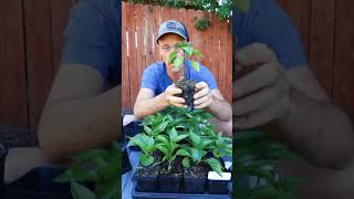 Why we plant peppers a little bit deeper