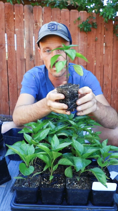 Why we plant peppers a little bit deeper