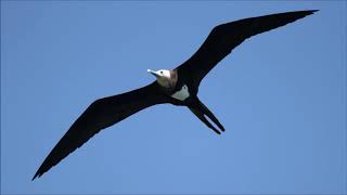 オオグンカンドリ 超珍鳥 Youtube オオグンカンドリ 超珍鳥 Youtube