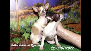 ПРОДАНЫ Мари Мистик Цукатик и Цаца Др 01/07/2022  +7 921 595 08 48 - 8 