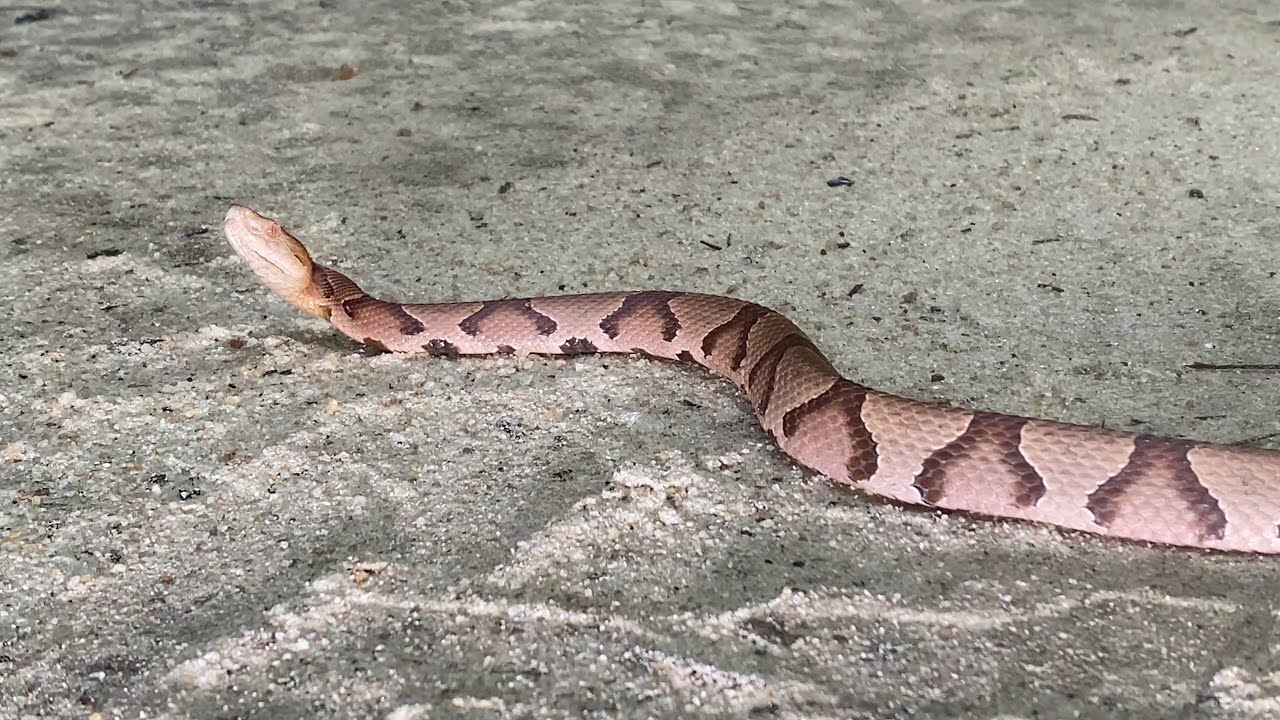 Copperhead Snake Strike Is Incredibly Fast Striking Slow Motion 12 copperhead-snake-strike-is-incredibly-fast-striking-slow-motion-12