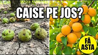 Do Apricots Fall Green and Rot? The Real Cause Is Not Ants screenshot 1