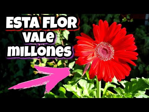 Video: Guía de plantación de margaritas gerberas: Cultivo de flores de margaritas gerberas