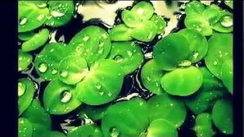 سورة الأنعام (رائع ماشاءالله) للشيخ  ناصر القطامي