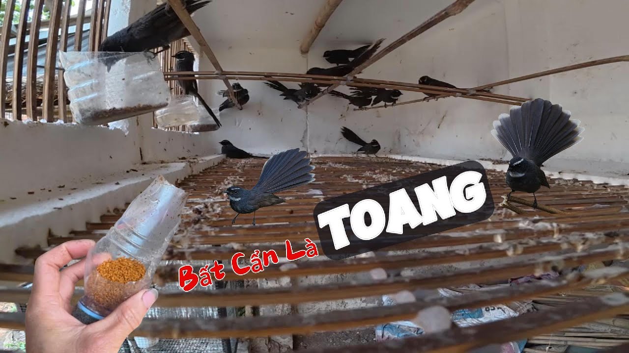 Nuôi Hàng Trăm Con Chim Sẻ Quạt Gửi Tới Các Bạn Khán Giả Trên Kênh Yêu Chim Cảnh (Loạt 2)