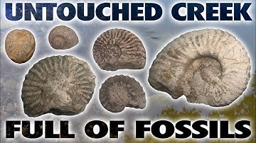 Fossil Hunting Untouched Creek FULL OF FOSSILS - North Texas - July 2024