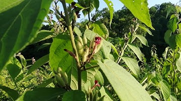 Cây An Xoa Hoa Tím Chữa Bệnh Gan Hiệu Quả - 0976 836 586