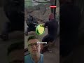 A Human vs. a Silverback Gorilla? #ai #manvswild #tech