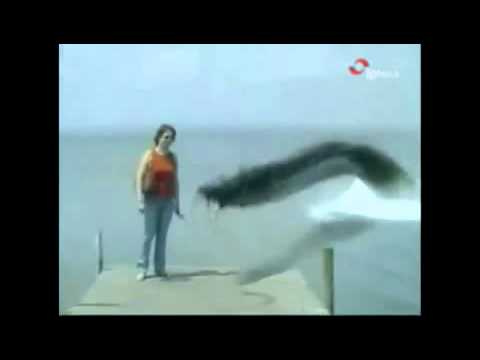 바다 괴물 개 삼키는 영상