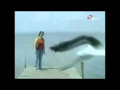 Интересно невероятное видео. Странные существа в океане. Смешные моменты животных. Аварии заснятые на камеру. Интересно невероятное видео.